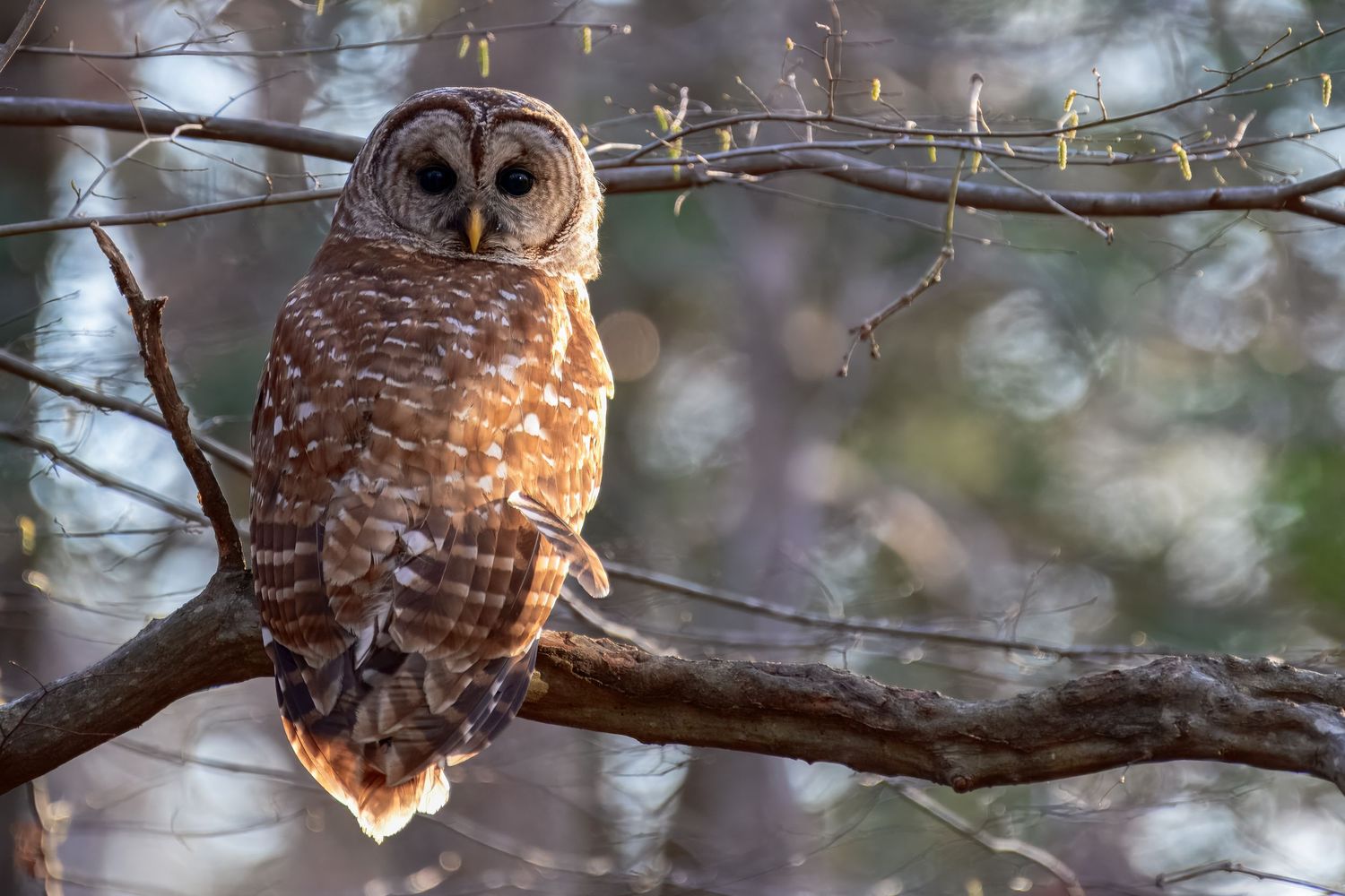 A Barred Owl sitting in a Virginia backyard in perfect light. The photo taken by No Planet B Photography artist Paul Block