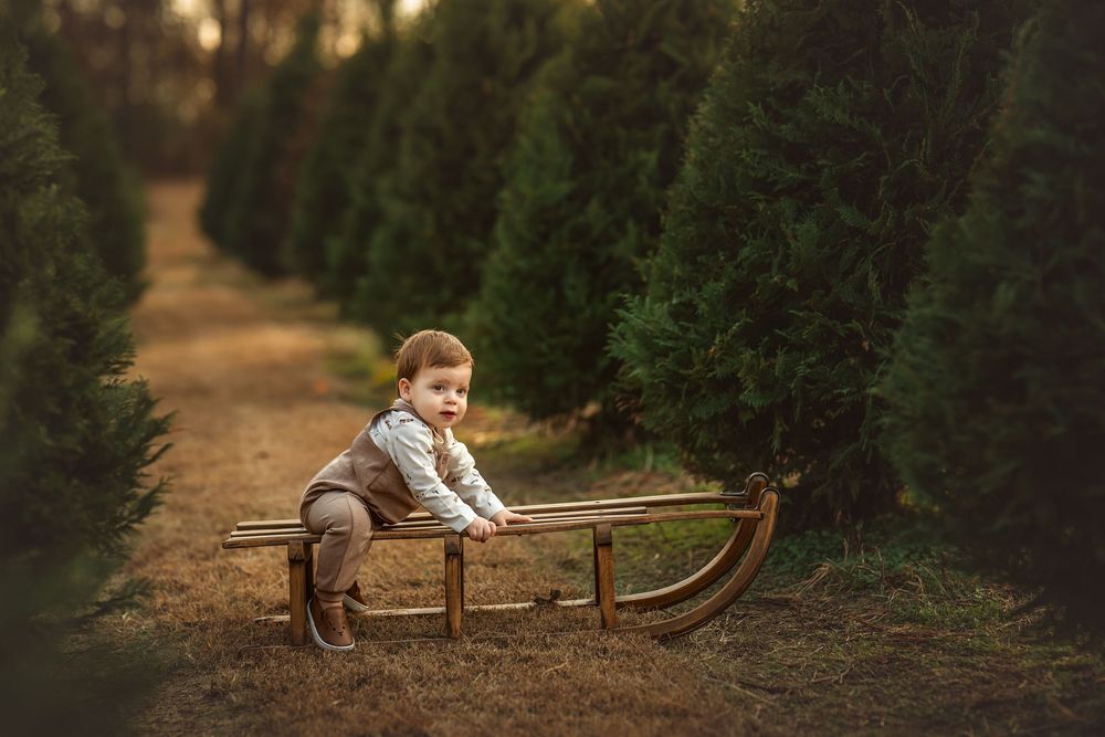 A toddler boy sits on a vintage wooden sled surrounded by lush green Christmas trees on a farm path.