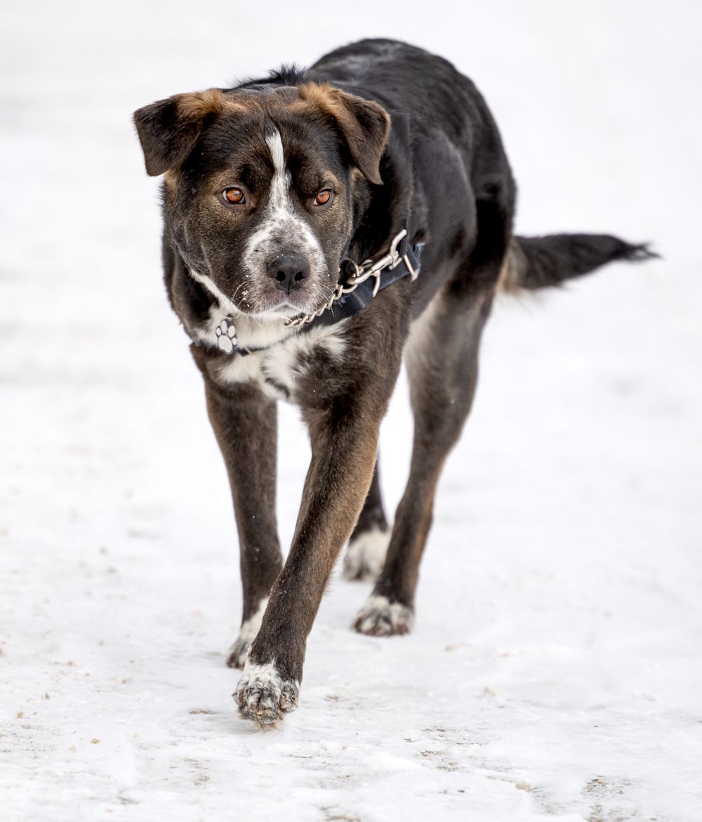 A black and brown dog with a chain collar walks across a snowy ground toward the camera.