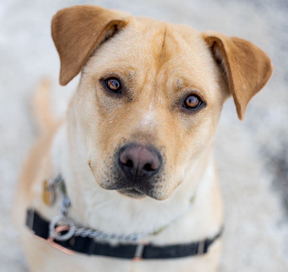 A light tan Labrador mix dog wearing a harness sits attentively, looking up with soulful brown eyes.