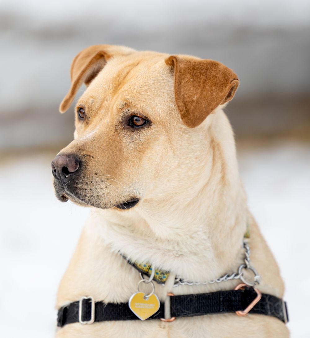 A yellow Labrador Retriever wearing a black collar with a gold heart tag poses outdoors in a snowy setting.