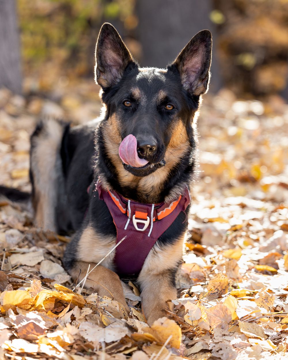 A black and tan German Shepherd dog lying in autumn leaves, wearing a burgundy harness, with tongue out.