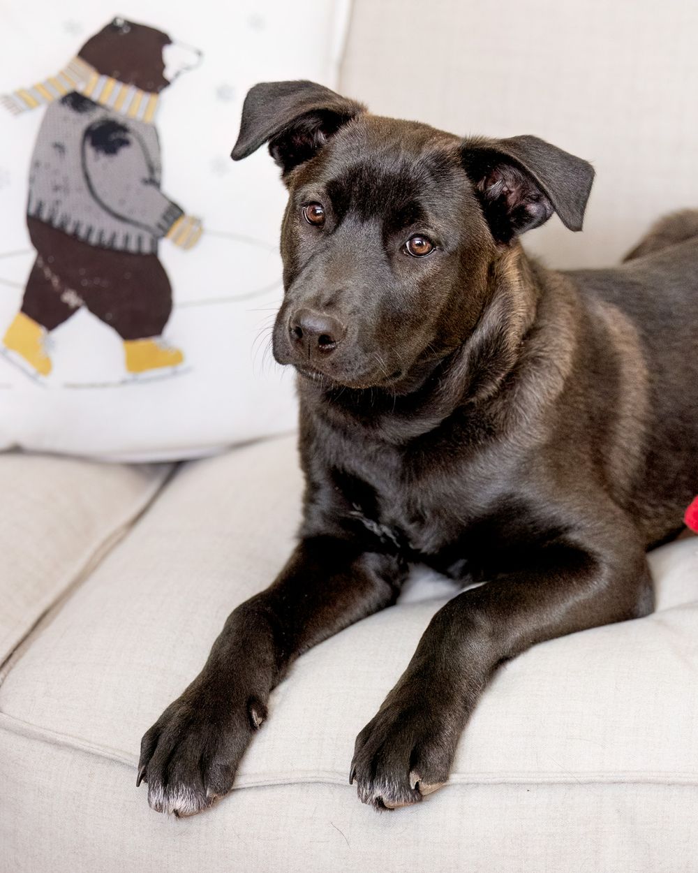 Black Labrador dog resting on a beige sofa beside a decorative bear-print pillow.