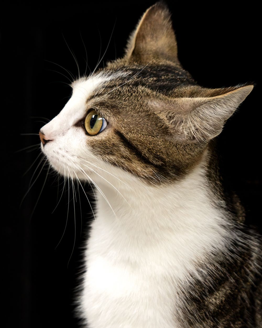 A tabby and white cat with green eyes poses gracefully against a black background in a professional portrait.