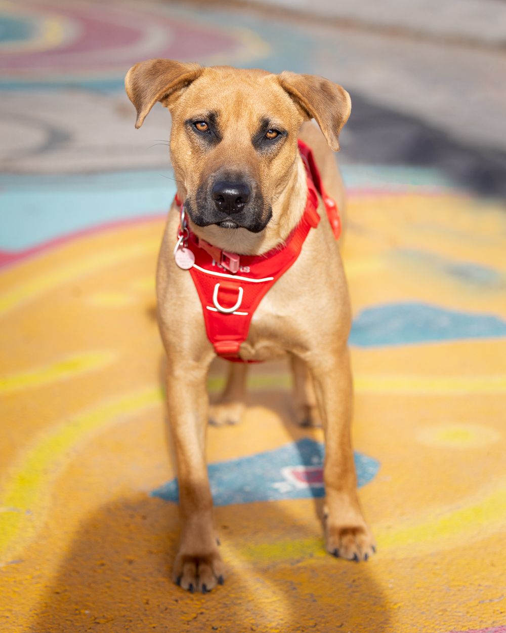 A tan dog wearing a red harness stands on a colorful painted surface, looking directly at the camera.