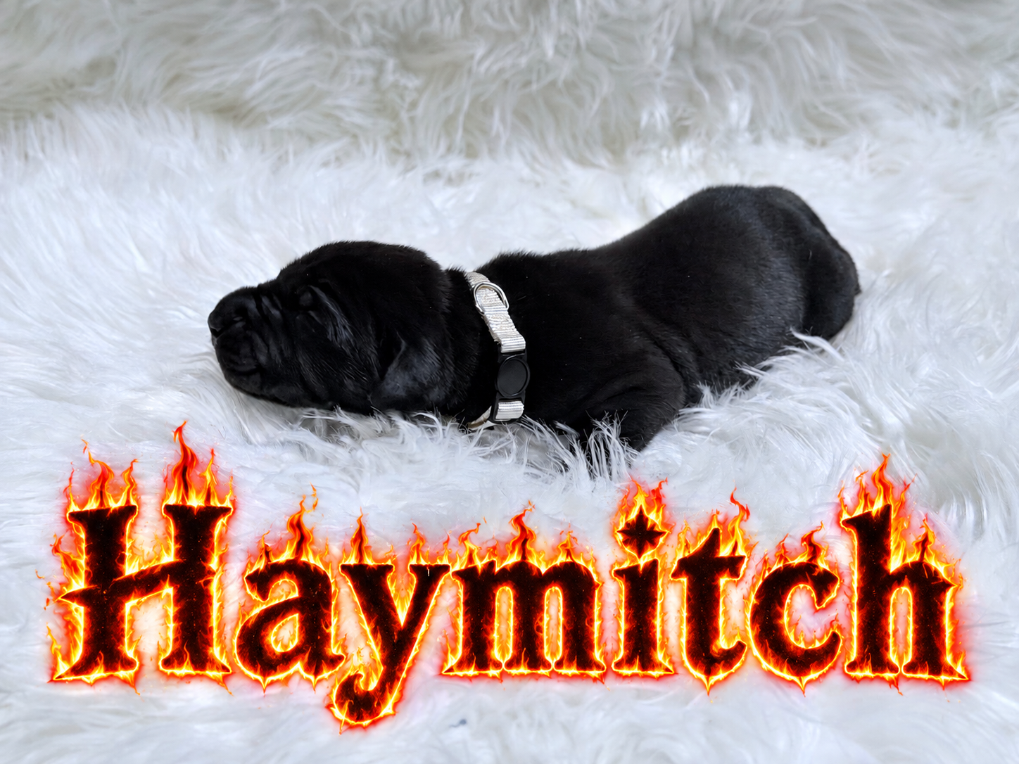 Black puppy sleeping on white fluffy rug with fiery "Haymitch" text overlay.