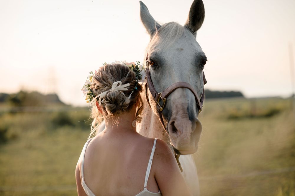 Close-up view of a white horse's face against a soft blurred background at sunset.