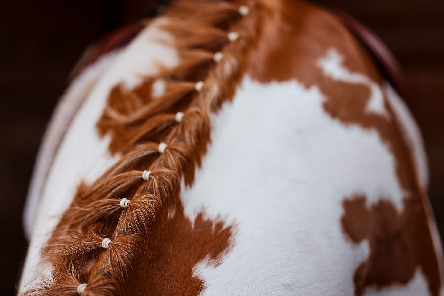 Close-up detail of brown and white spotted horse coat pattern.
