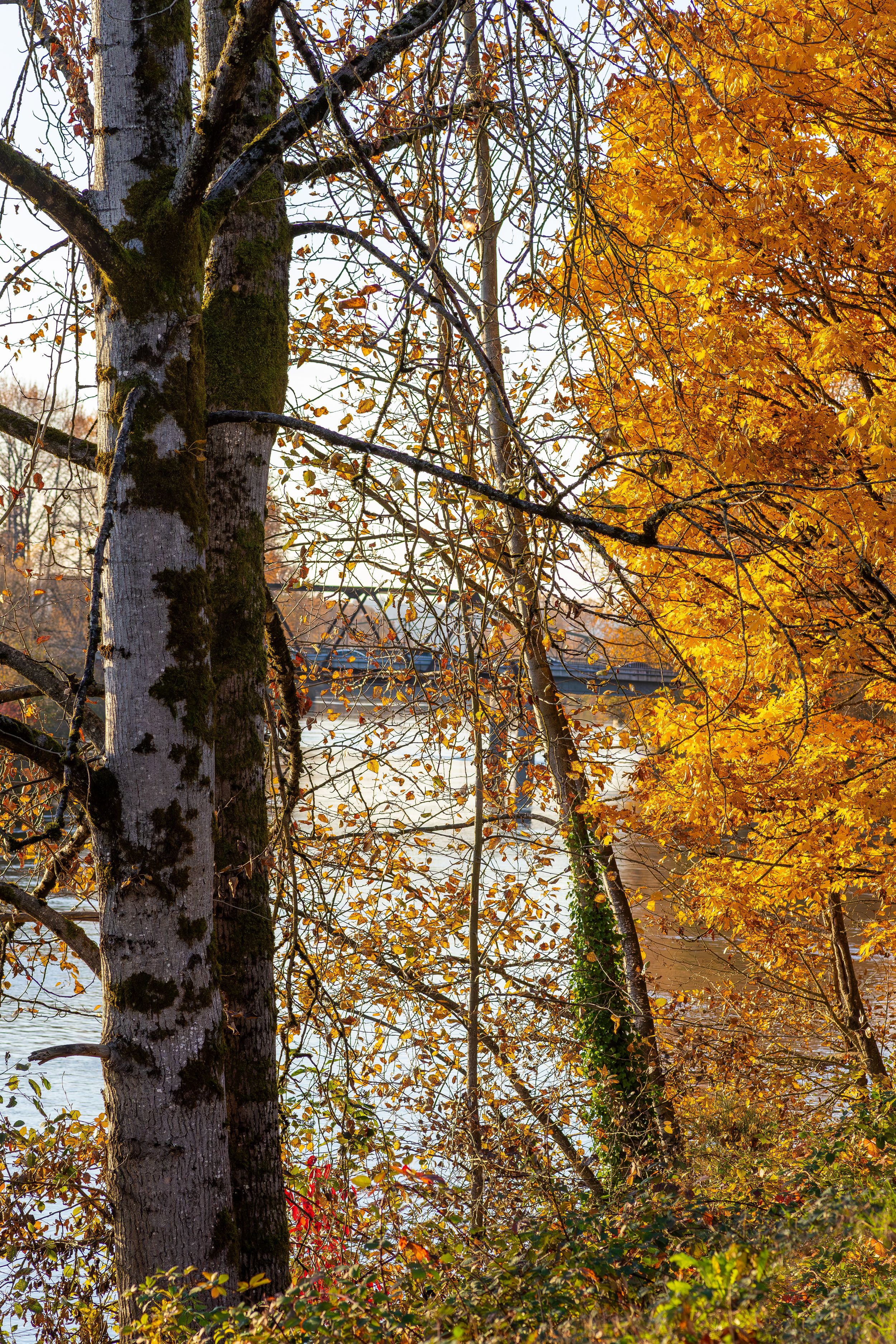 Fall colors frame a birch tree trunk with water visible through branches.