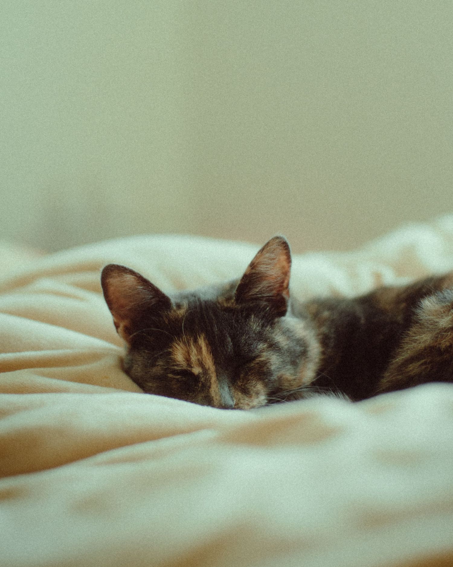 cat portrait sleeping in bed at home relaxed