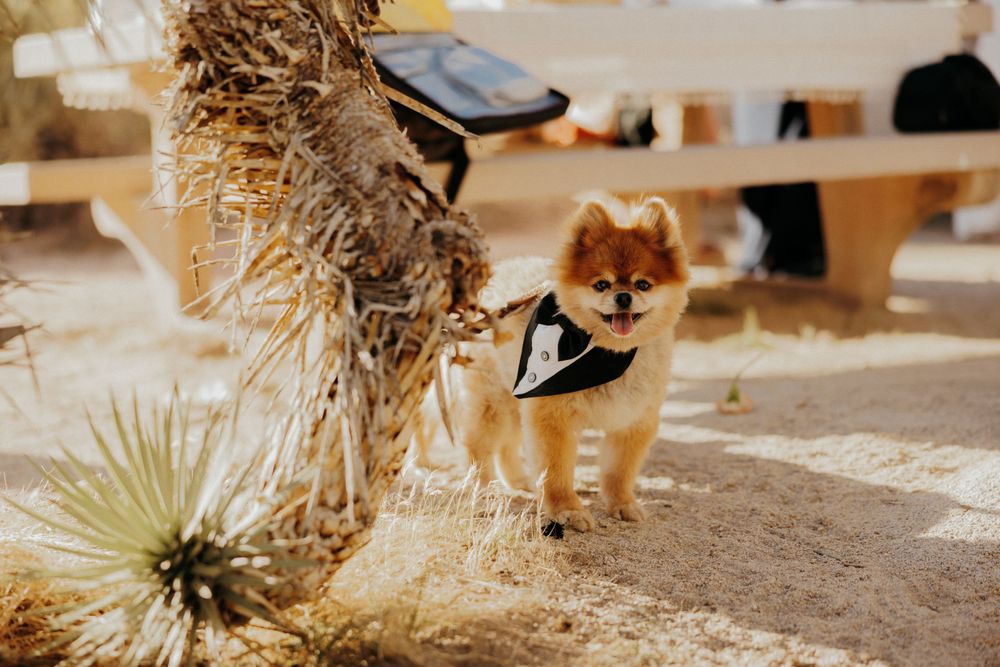 Adorable Pomeranian dog wearing a black bowtie at an outdoor desert wedding.