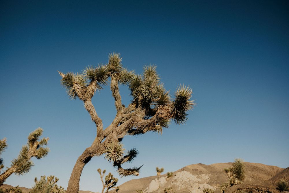A majestic Joshua tree stands against a deep blue desert sky.