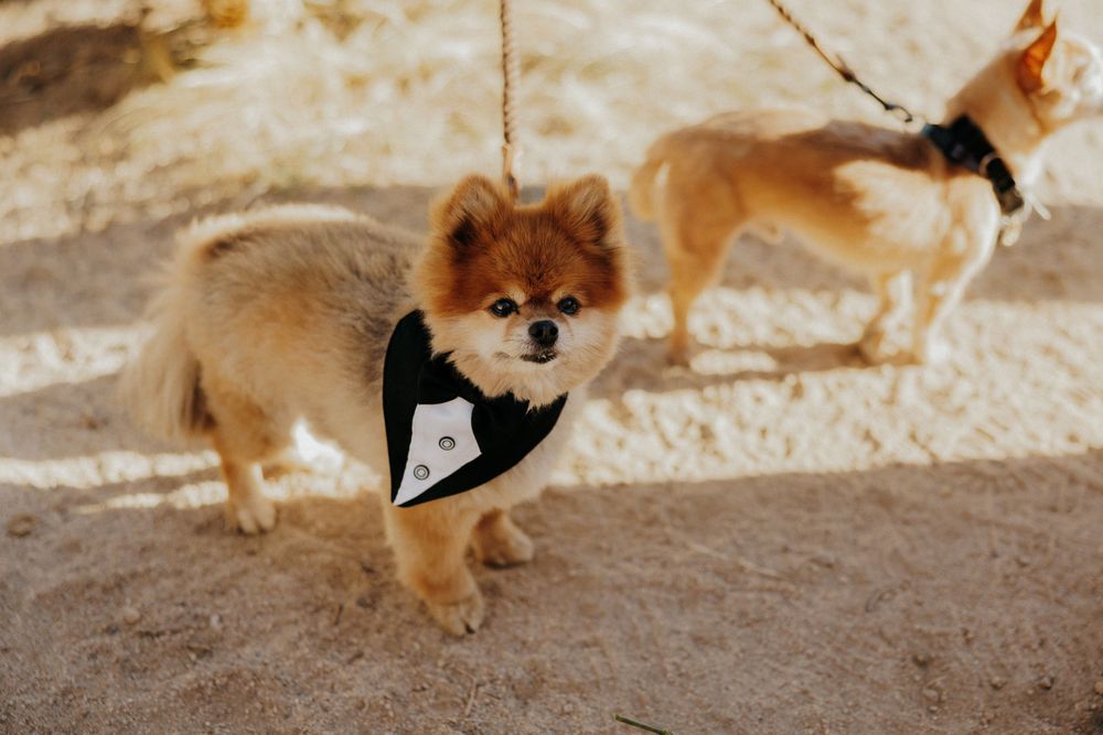 Pomeranian puppy dressed in formal black bowtie attire for a wedding celebration.