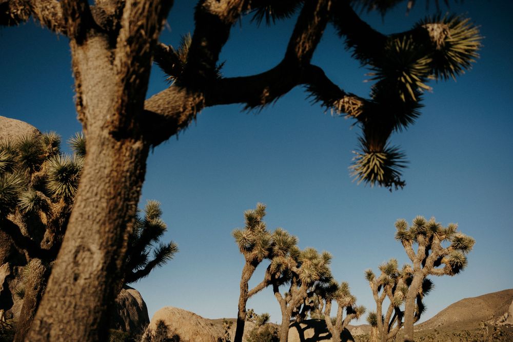 Majestic Joshua trees stand against a deep blue sky in a desert landscape.