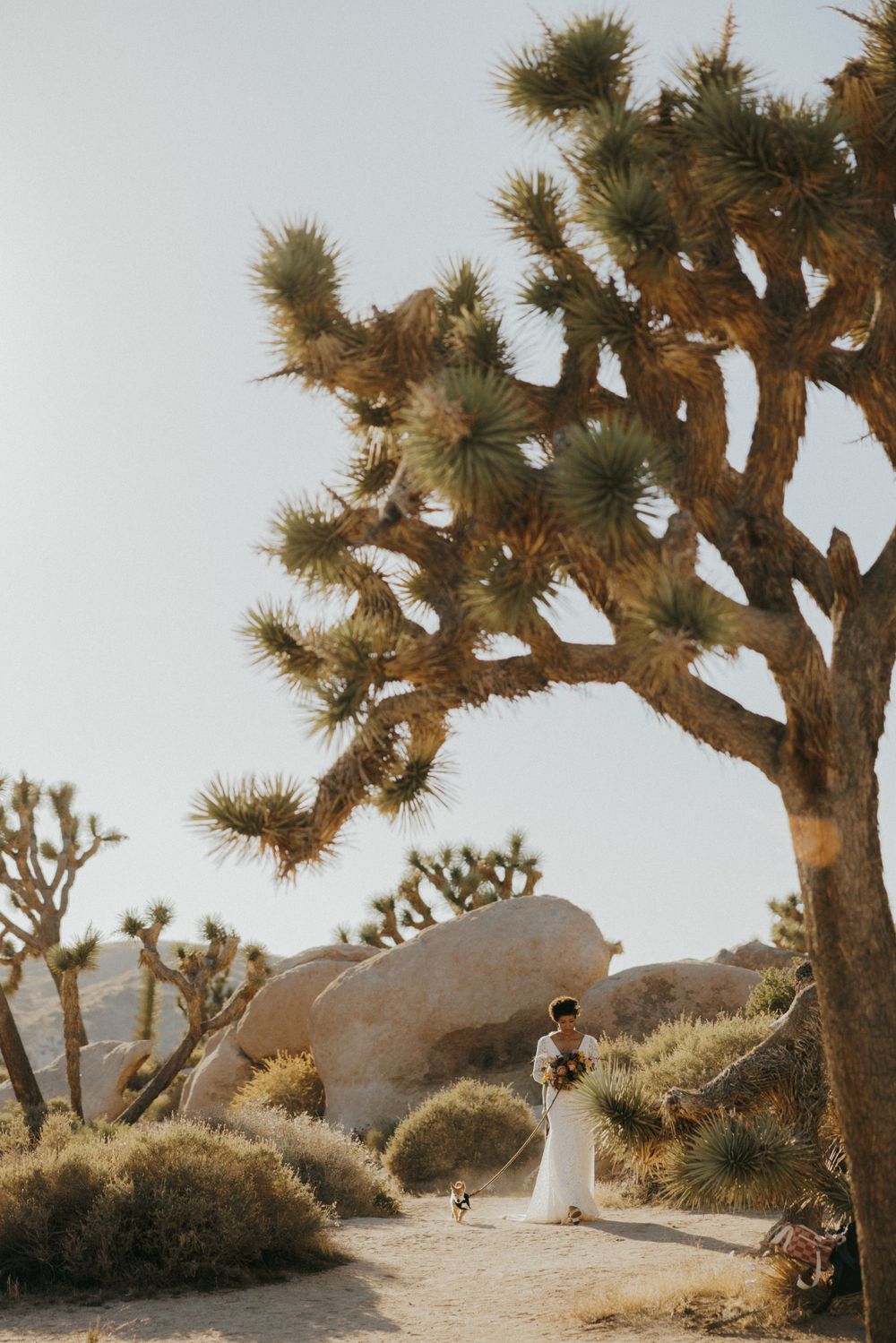Joshua trees frame a scenic desert path with golden afternoon light.