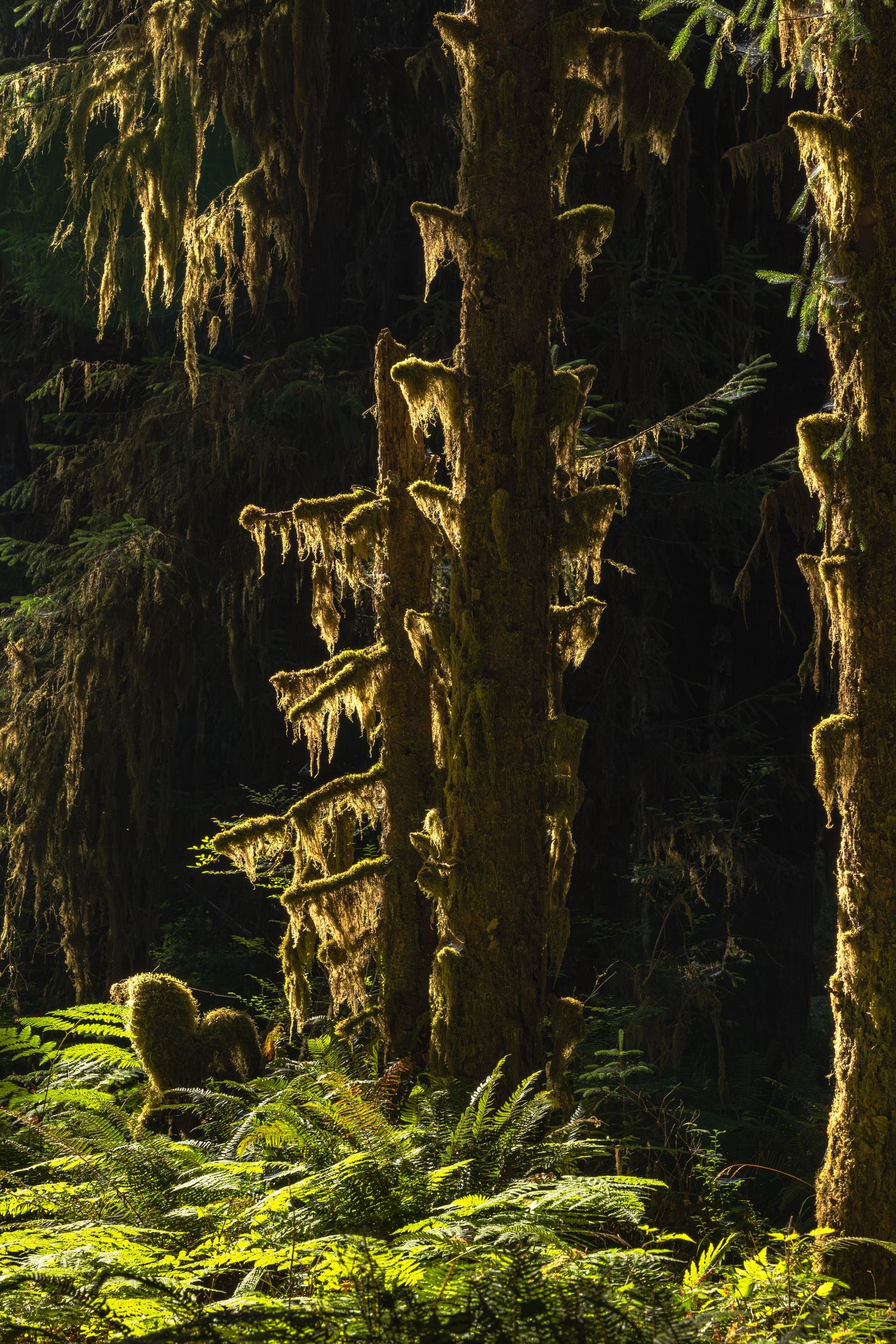 Olympic National Park