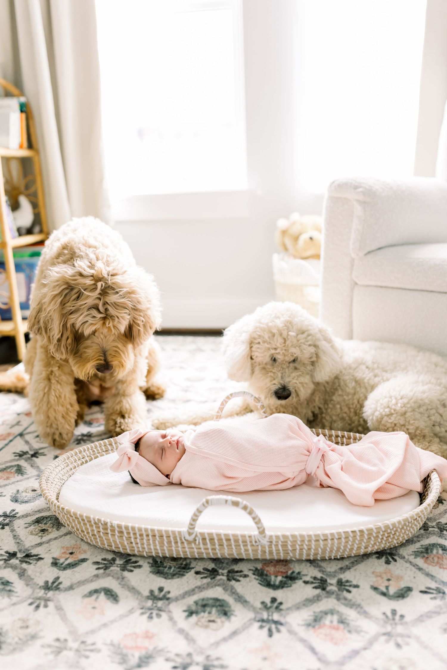 Baby resting in woven basket on rug while two dogs watch curiously.