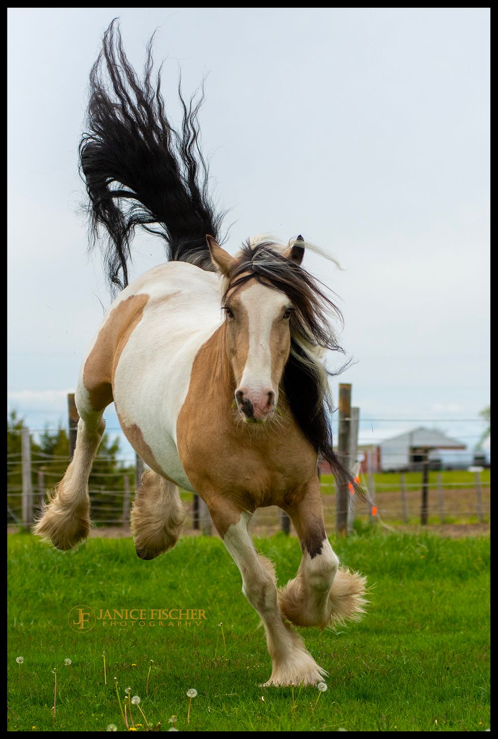 Horse Bucking Photograph