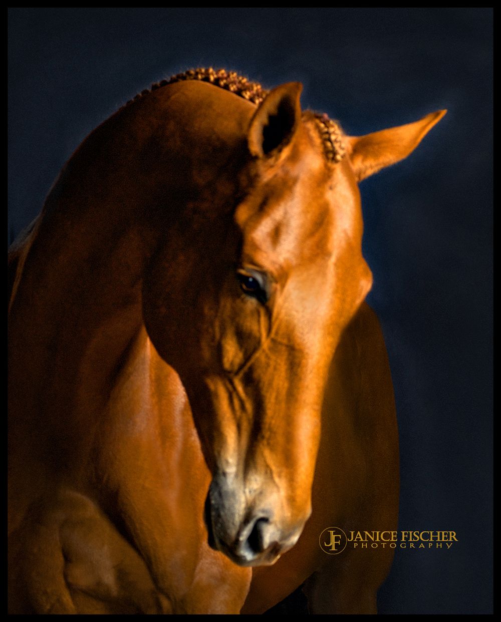 Dramatic Photograph of a Thoroughbred Horse