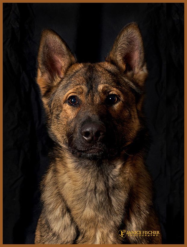 German Shepherd Dog