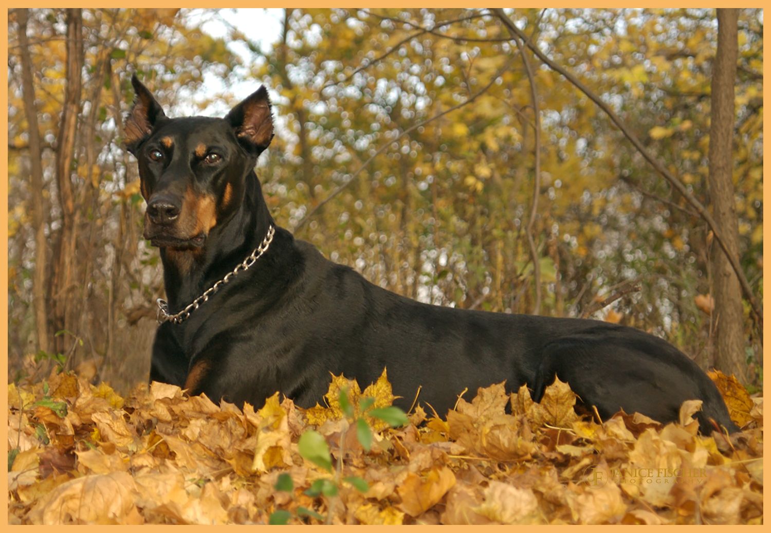 Doberman Dog
