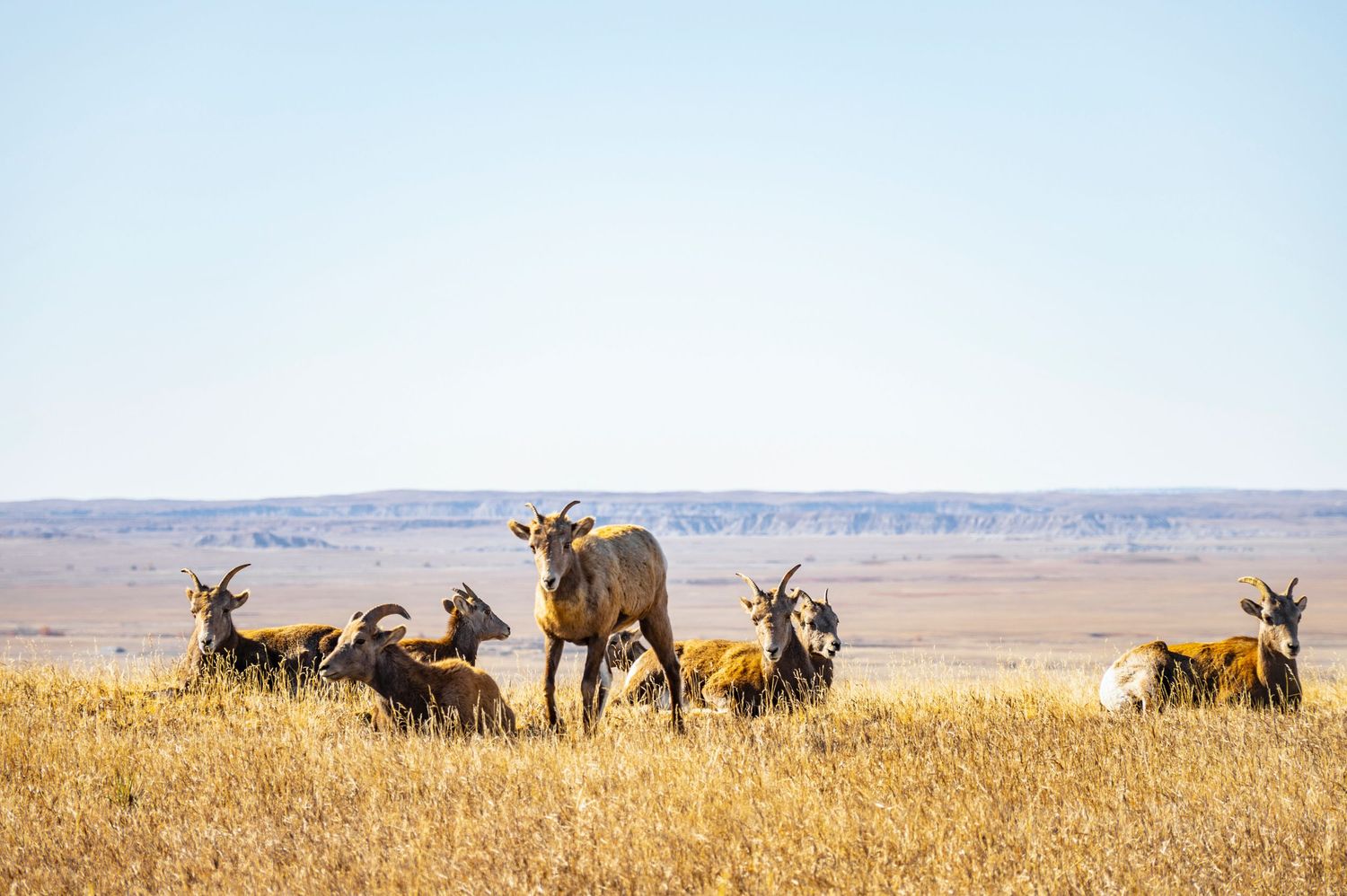 Herd of bighorn sheep grazing together in golden prairie grass against distant horizon.