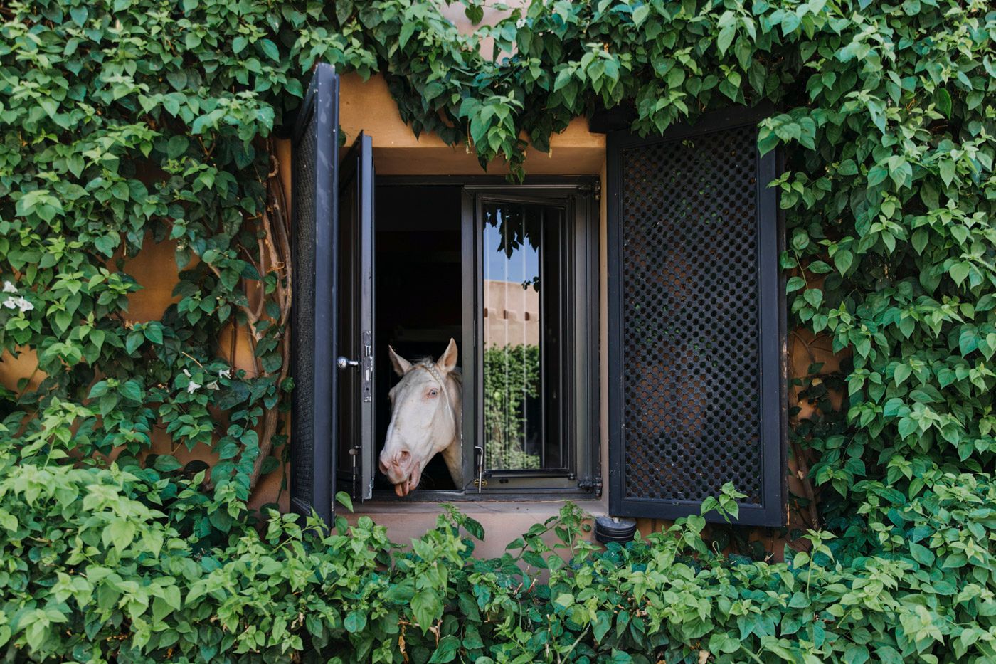 A white horse peers curiously through an ornate window framed by lush green vines climbing the building exterior.
