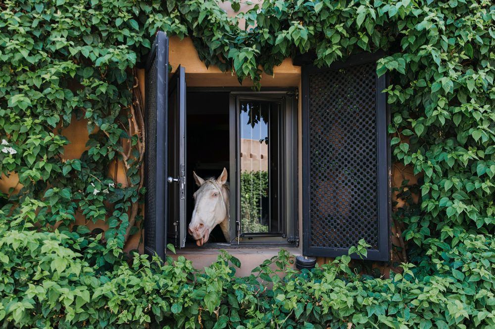 A white horse peers curiously through an ornate window framed by lush green vines climbing the building exterior.