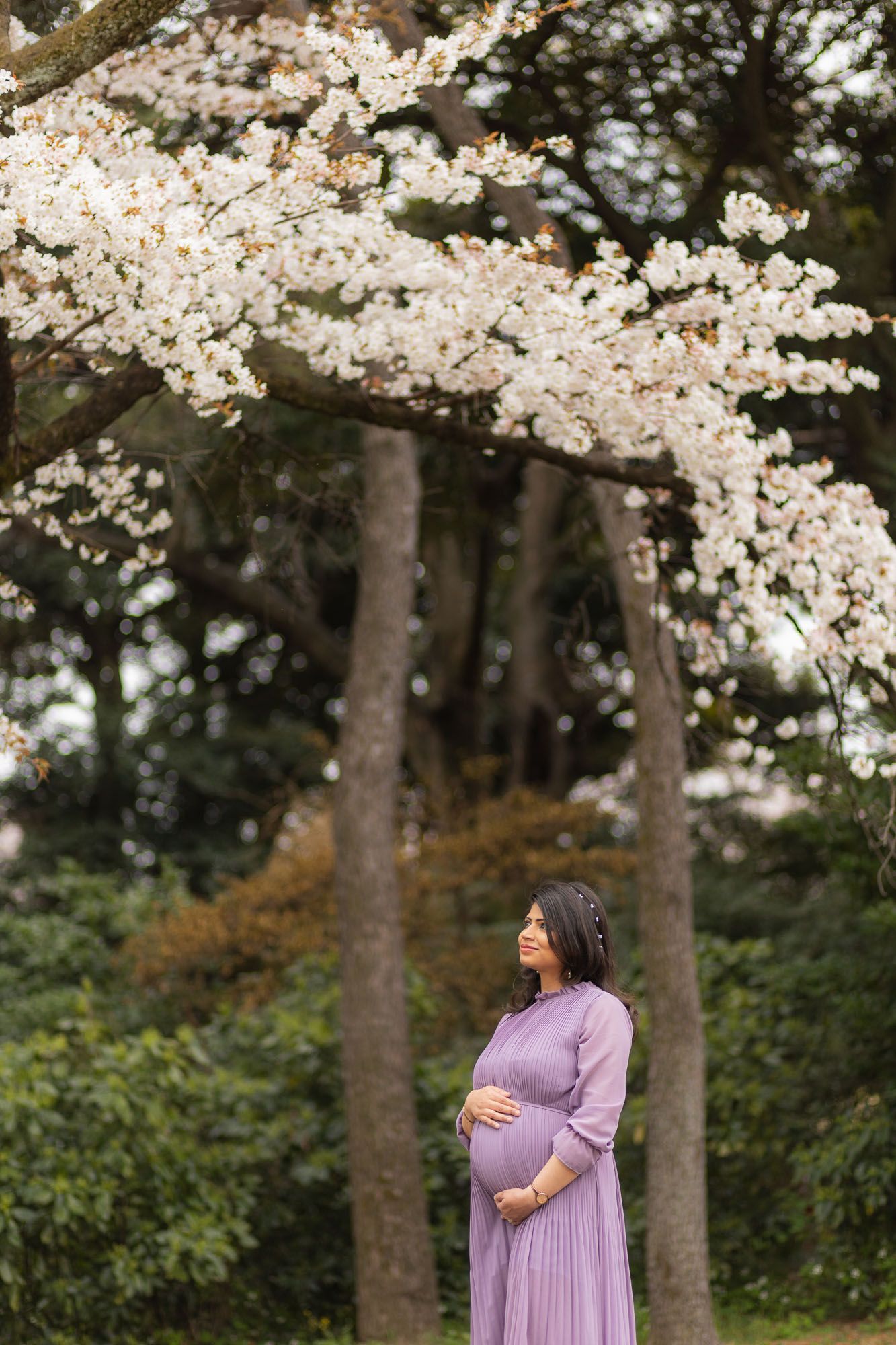 Maternity portrait under blooming cherry blossom branches with woman in pleated purple dress.