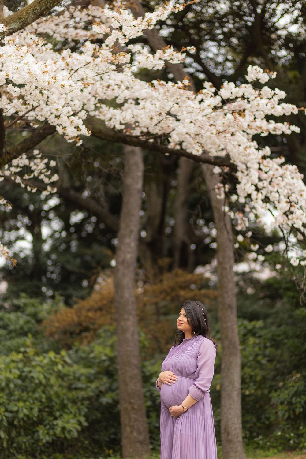 Maternity portrait under blooming cherry blossom branches with woman in pleated purple dress.