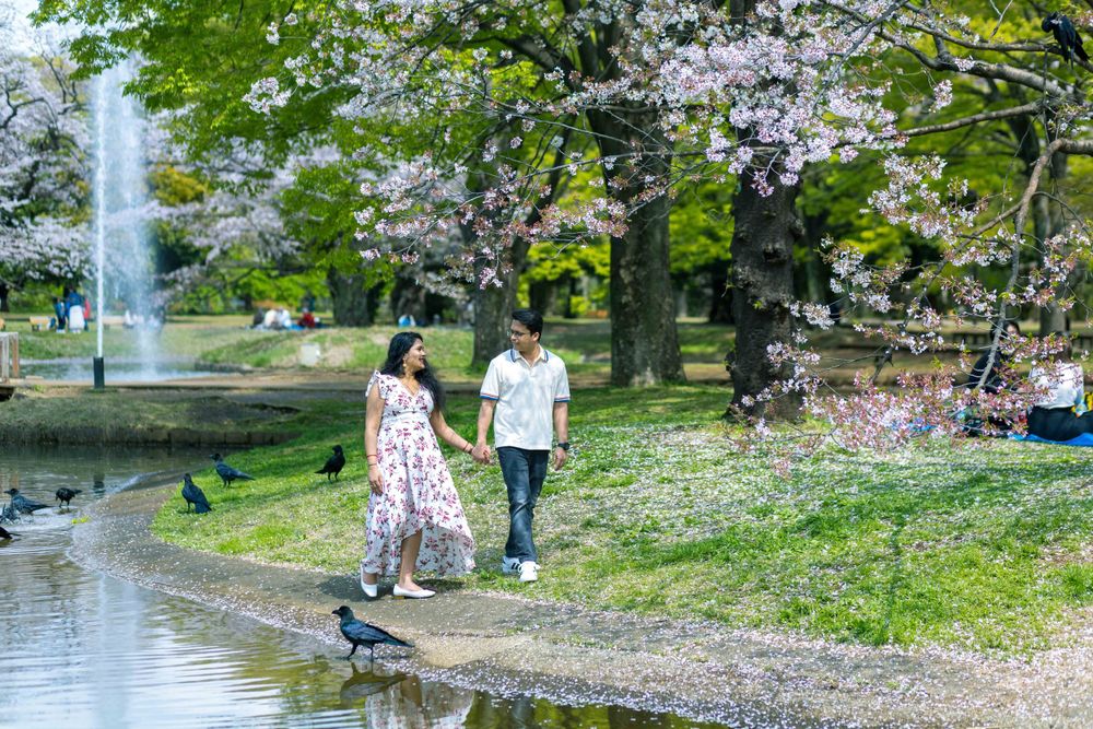 Couple strolls along pond edge under blooming cherry trees in park.