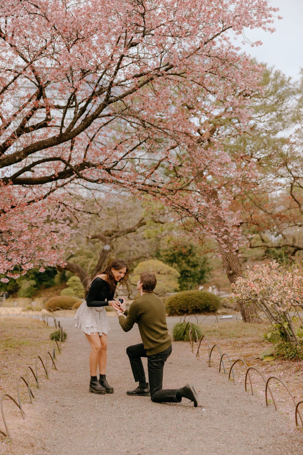 A romantic proposal moment underneath blooming cherry blossom trees on a garden path in springtime.