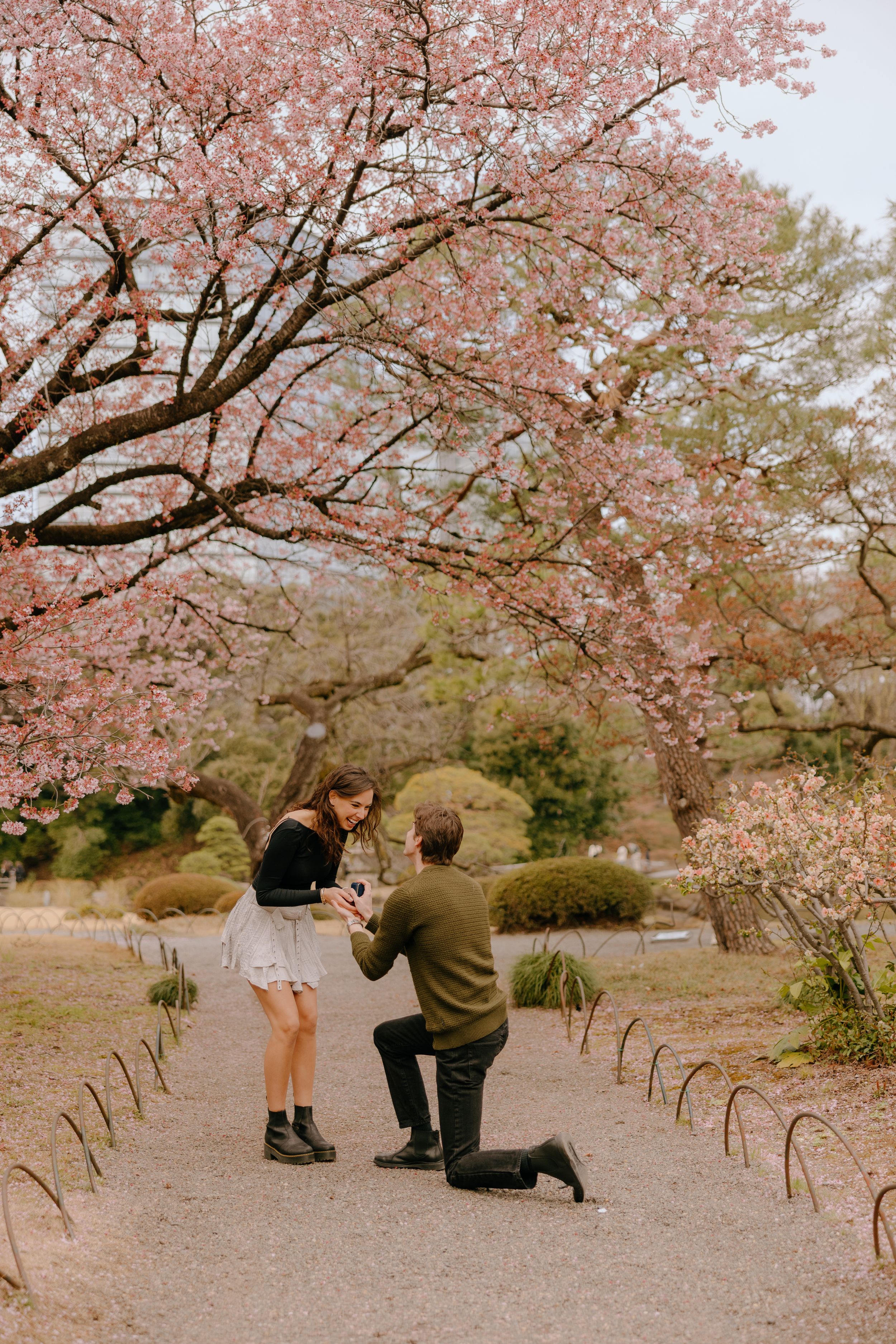 A romantic proposal moment underneath blooming cherry blossom trees on a garden path in springtime.