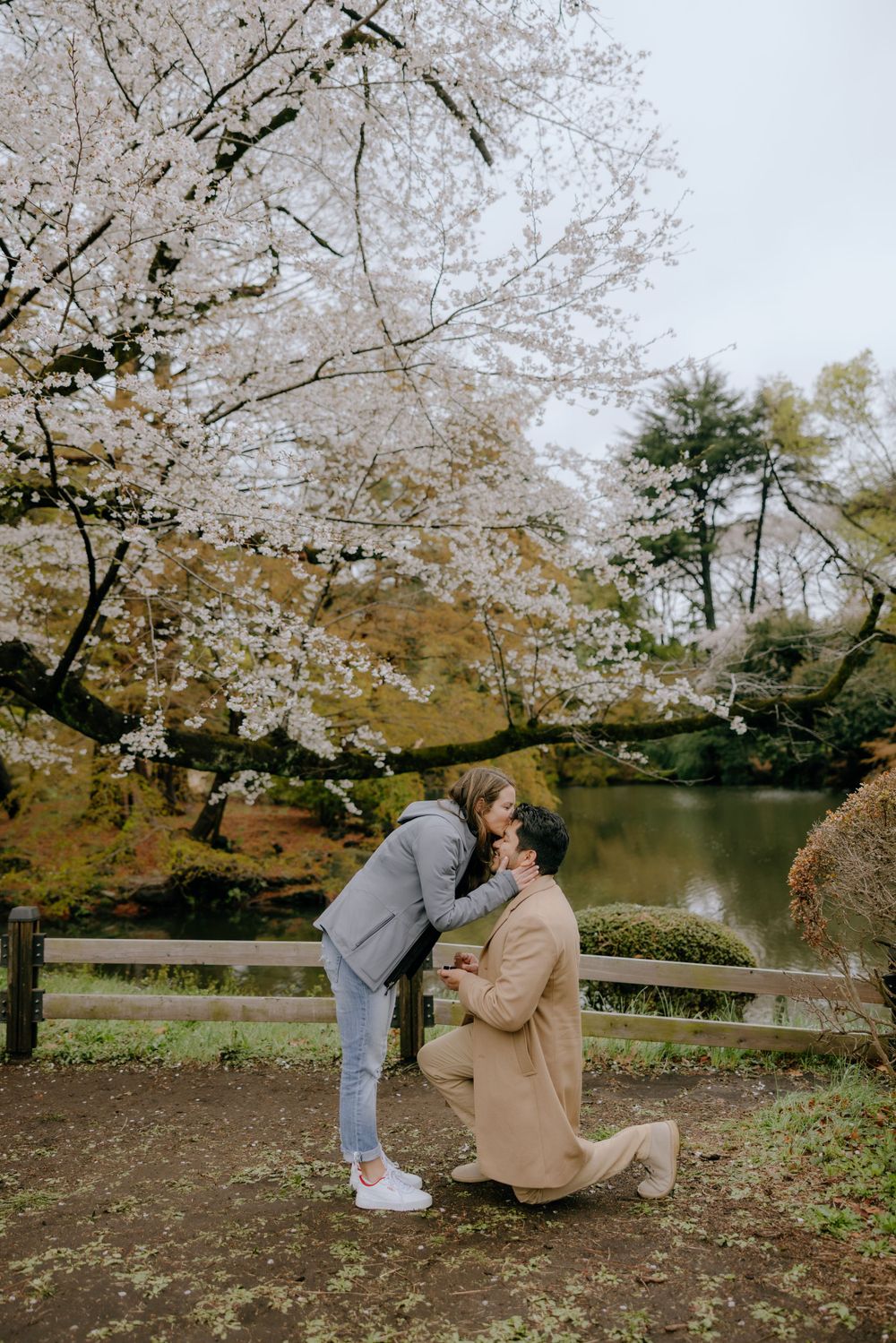 A romantic marriage proposal moment under blooming cherry blossom trees beside a tranquil pond in a Japanese garden.