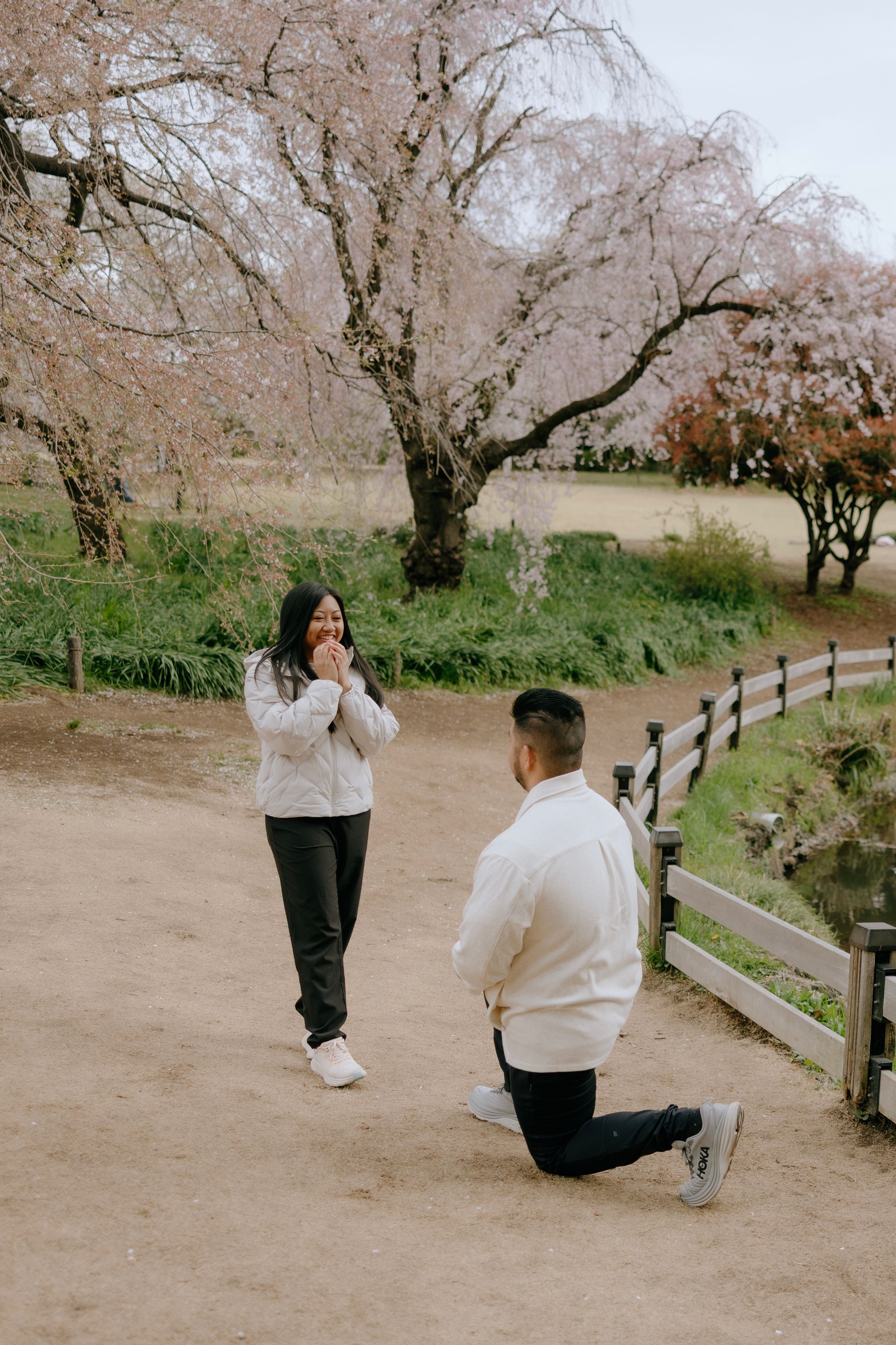 A marriage proposal moment under blooming cherry blossom trees on a dirt path with split rail fence in spring.