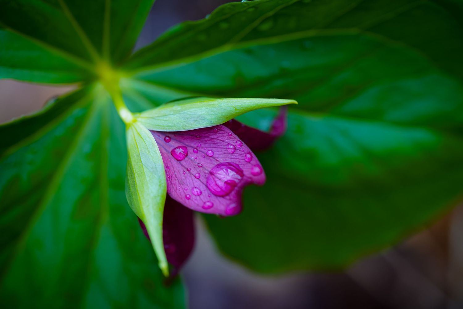 Spring trillium after rainfall. Botanical photograph.