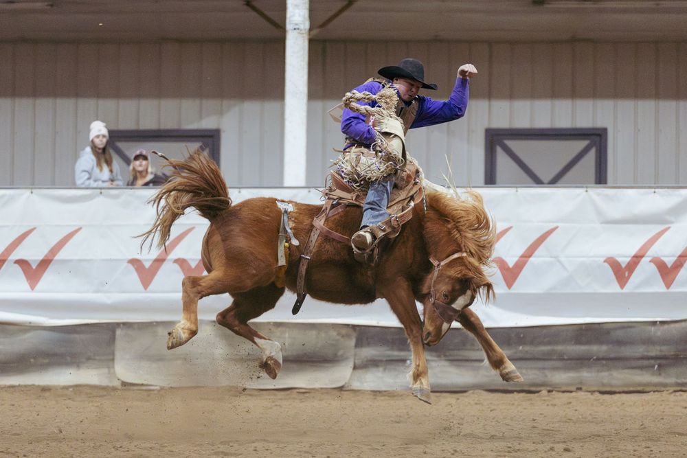 A bronc rider competes on a bucking horse in an indoor arena with check marked wall markings.