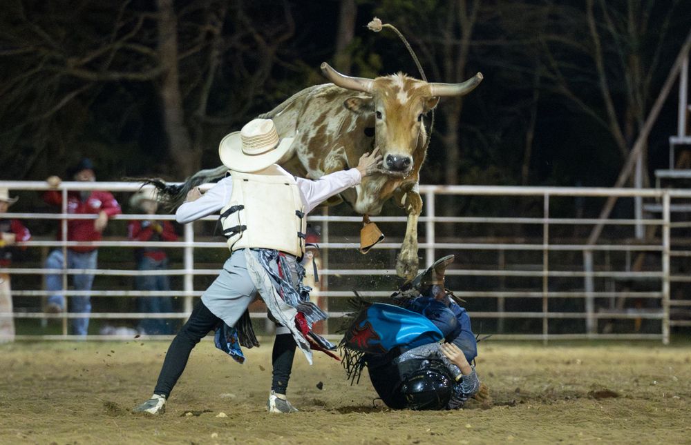 Rodeo rider dodges aggressive bull during dangerous bull riding competition at night arena event.