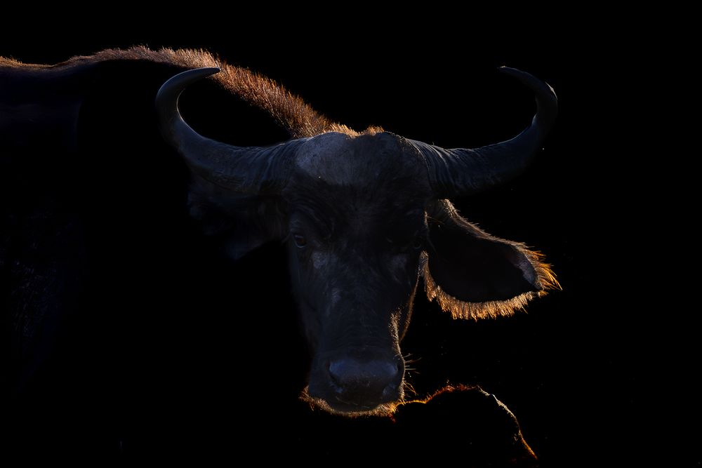 Low key photo of an African Buffalo and calf silhouetted against the late evening light.