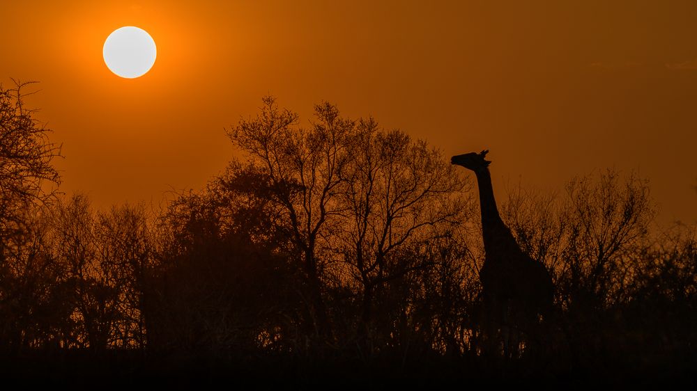 A giraffe stands among trees at sunset, silhouetted against an orange sky with the sun visible in the upper left corner.