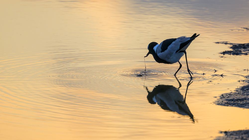 A drinking Blacksmith Lapwing (Plover) silhouetted against a reflective Lake Panic with the golden evening light providing a backdrop.