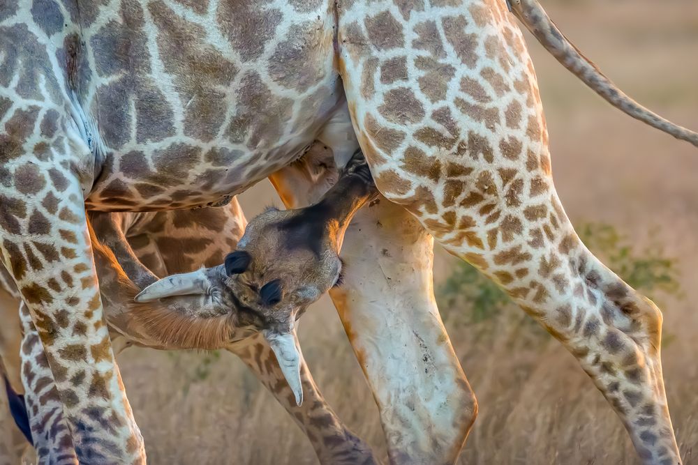Giraffe and suckling calf in the African savanna, Kruger National Park, South Africa.