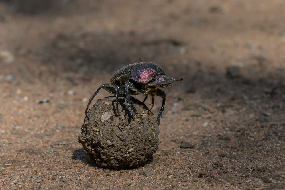 Dung Beetle roller his little pile of dung.