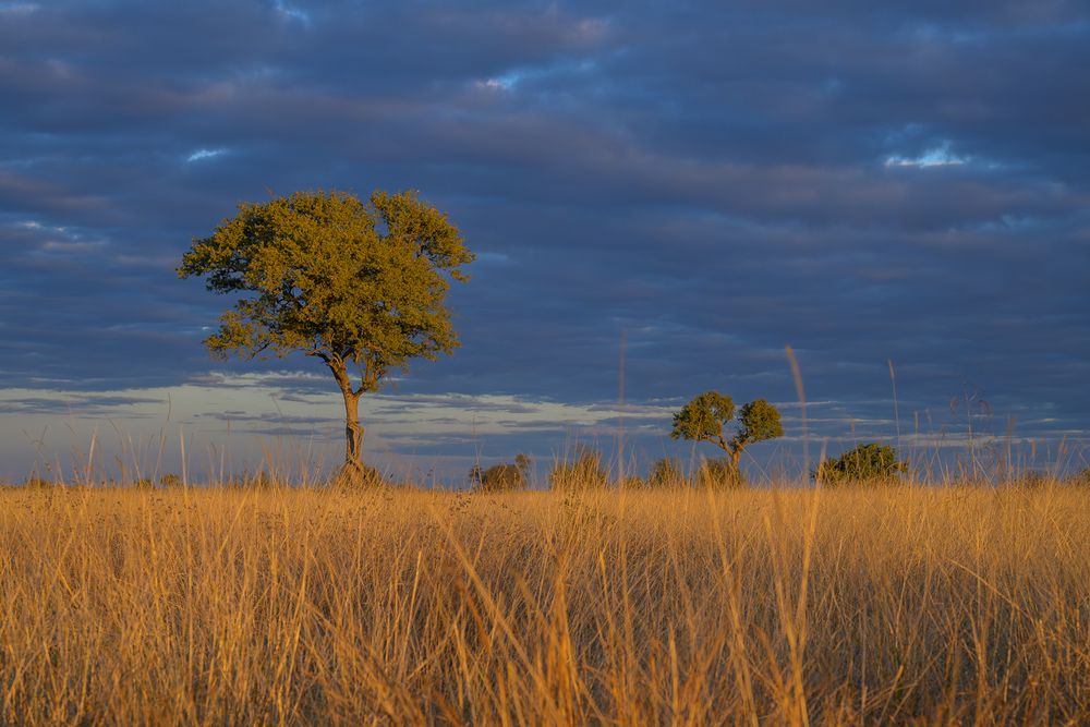 Storm clouds behind a Marula tree in the African savanna.