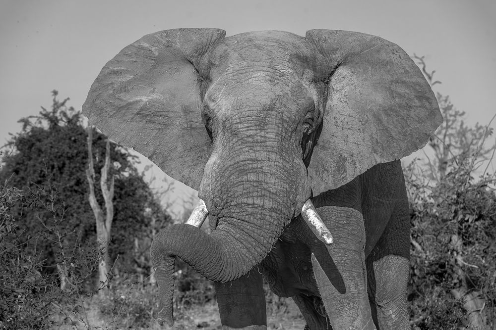 Black-and-white photo and an African Elephant in the harsh midday light.