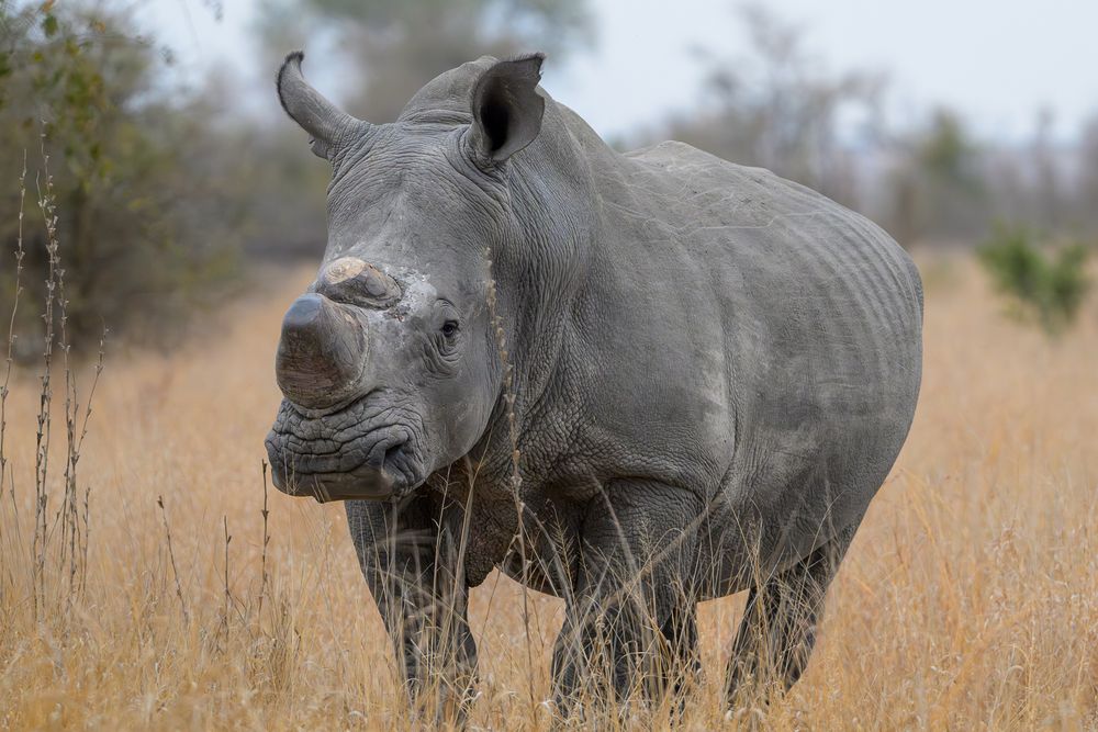 A White Rhino stands still as it listens to the approaching Open Safari Vehicle (OSV).