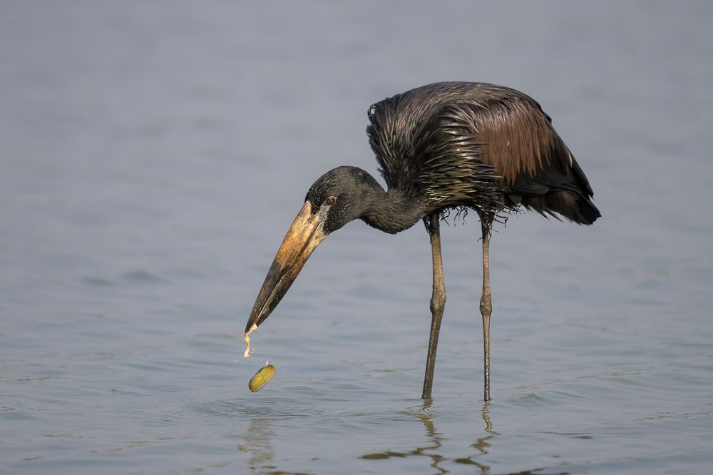 African Openbill eating a freshwater oyster.