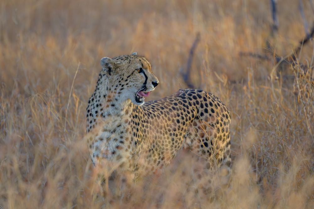 A cheetah in the golden light.