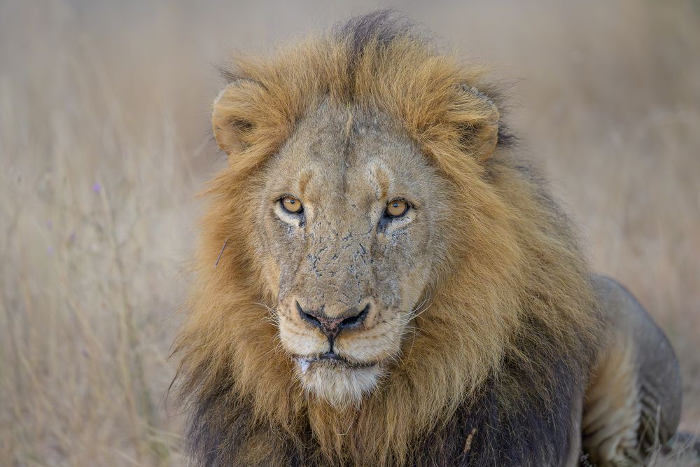 A large male Lion  against the savanna backdrop.