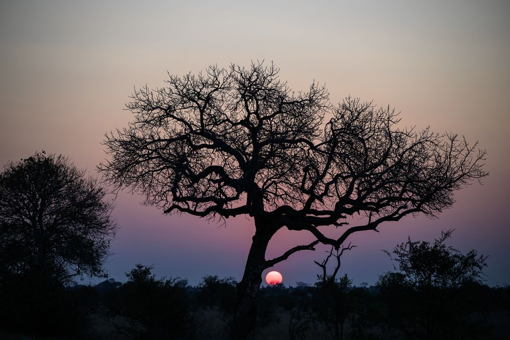 Sunset in the African savanna, Satara area, Kruger National Park, South Africa.